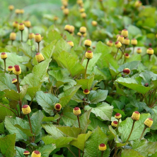 Toothache Plant Seeds, Bulls Eye (Spilanthes acmella)