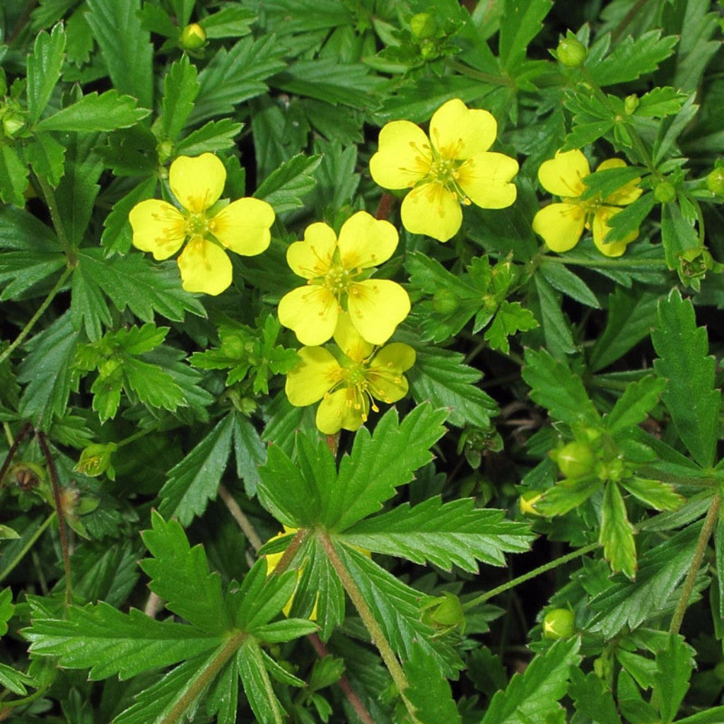 Tormentil Seeds (Potentilla tormentilla)