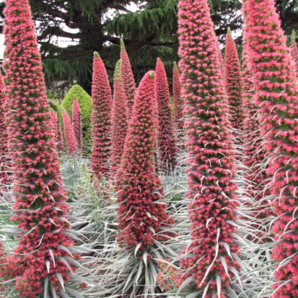 tower of jewels plant seeds Tower-of-Jewels Seeds (Echium wildpretii)