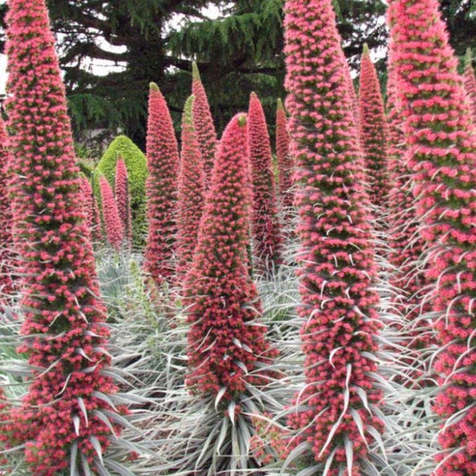 Tower-of-Jewels Seeds (Echium wildpretii)