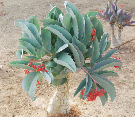 Tree Grape Seeds (Cyphostemma juttae)