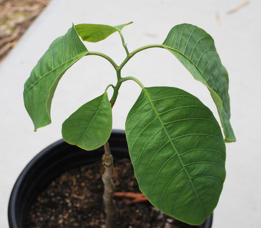 Tree Passion Flower Seeds (Passiflora macrophylla)