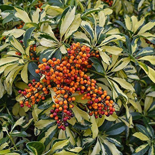 schefflera arboricola trinette Trinette Seeds (Schefflera arboricola)