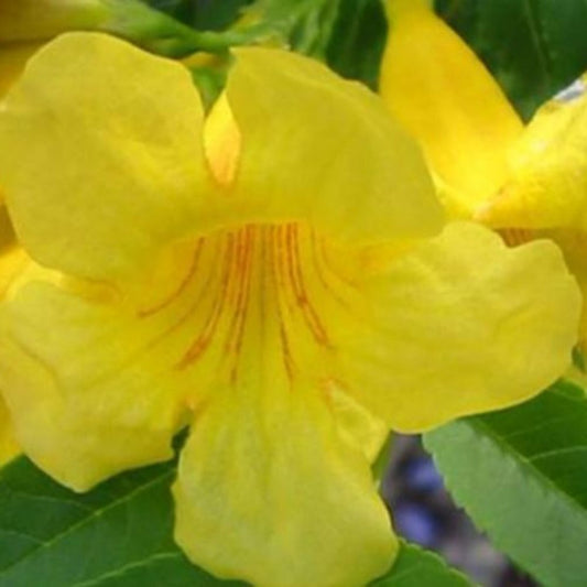 Tronadora Seeds (Tecoma stans) (PACKET ONLY)