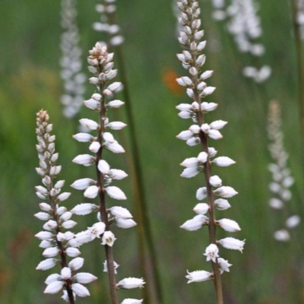unicorn plant seeds True Unicorn Seeds (Aletris farinosa)