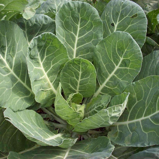 Vates Collard Greens Seeds