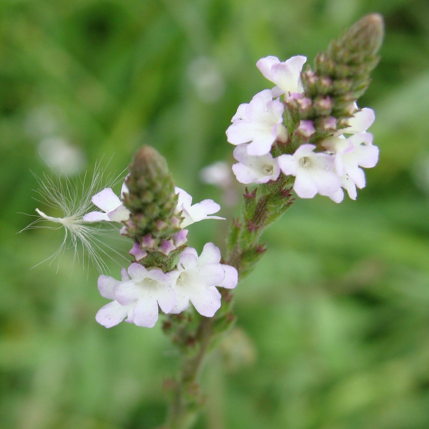 Vervain Seeds (Verbena officinalis)