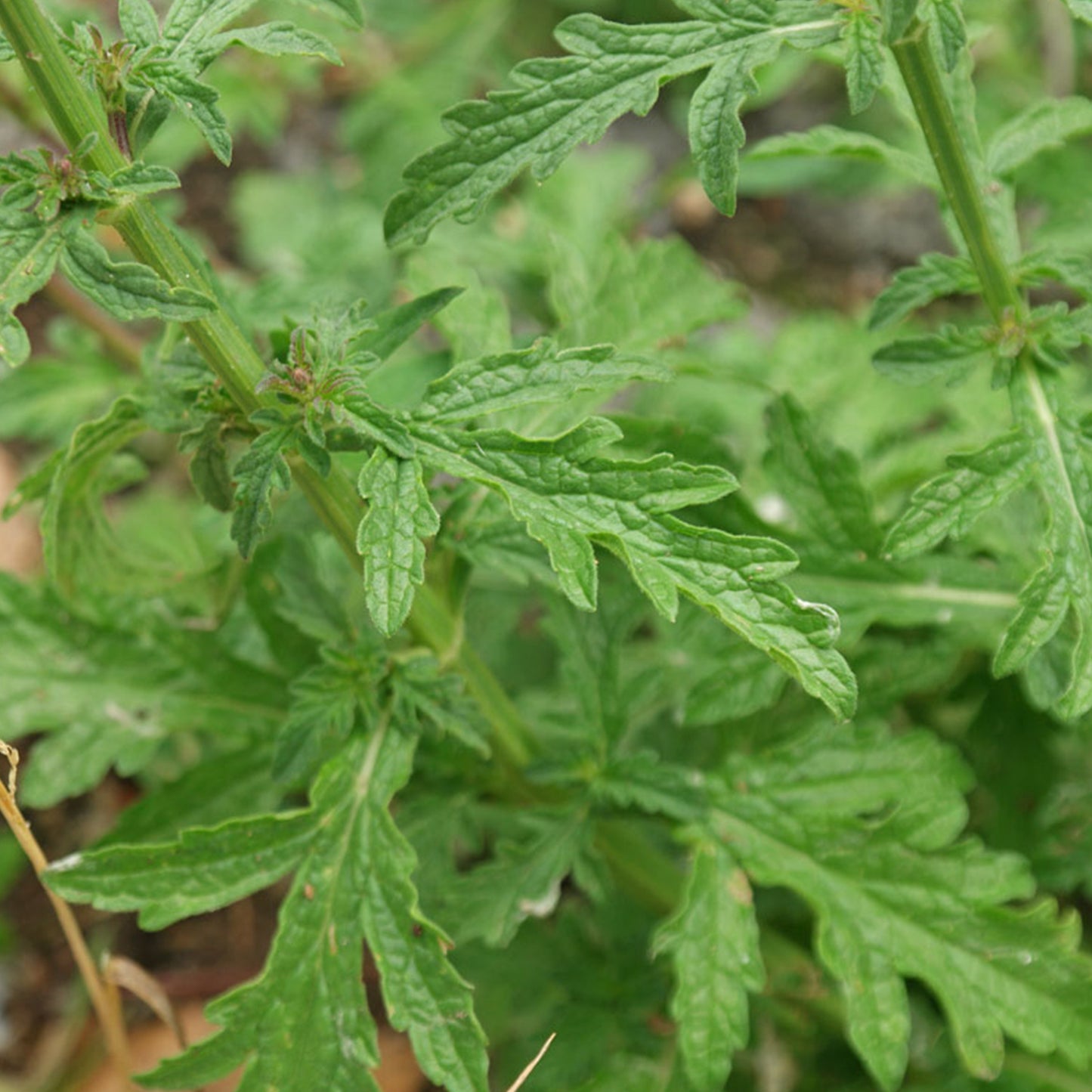 Vervain Seeds (Verbena officinalis)