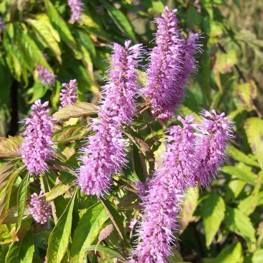 Vietnamese Mint Balm Seeds (Elsholtzia cristata)
