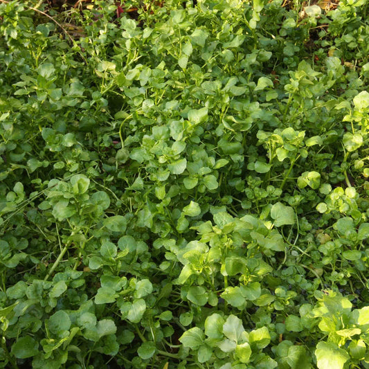 Watercress Seeds (Nasturtium officinale)