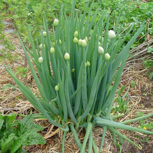 Welsh Onion Seeds (Allium fistulosum)