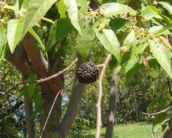 West Indian Elm Seeds (Guazuma ulmifolia) – Frozen Seed Capsules™