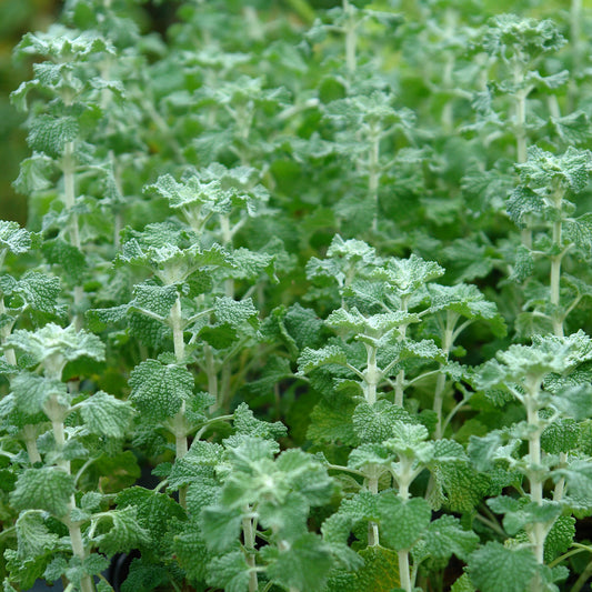 White Horehound Seeds (Marrubium vulgare)