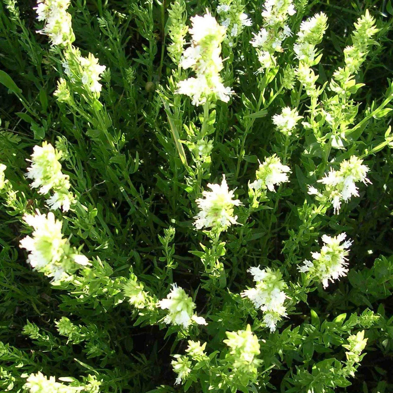 White Nectar Hyssop Seeds (Hyssopus officinalis)