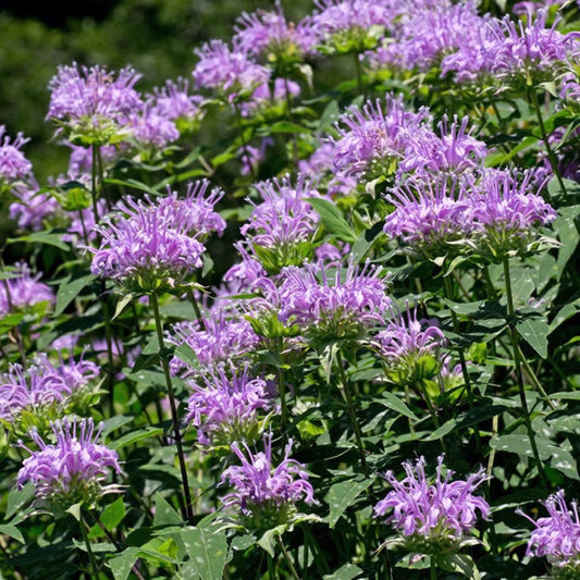 Wild Bergamot Seeds (Monarda fistulosa)