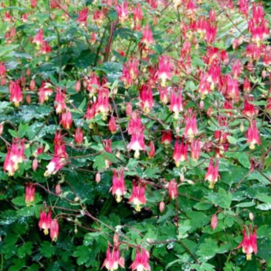 Wild Columbine Seeds (Aquilegia canadensis)