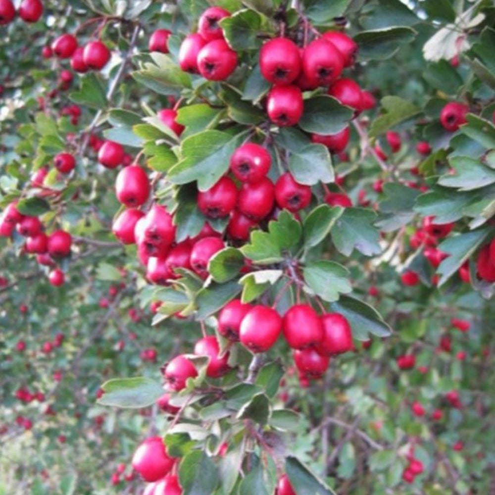 Wild Hawthorn Seeds (Crataegus monogyna)
