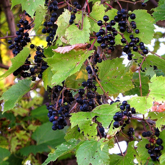 Wild Grape Seeds (Vitis riparia)