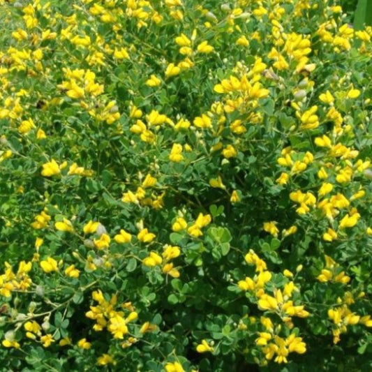 Wild Indigo Seeds (Baptisia tinctoria)