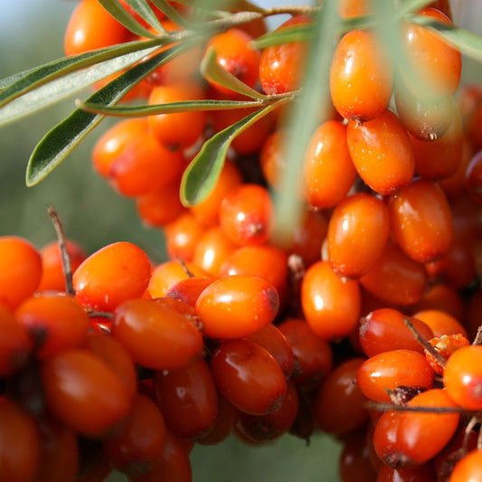 Wild Seabuckthorn Seeds (Hippophae rhamnoides)