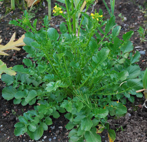 Winter Cress Seeds (Barbarea verna)