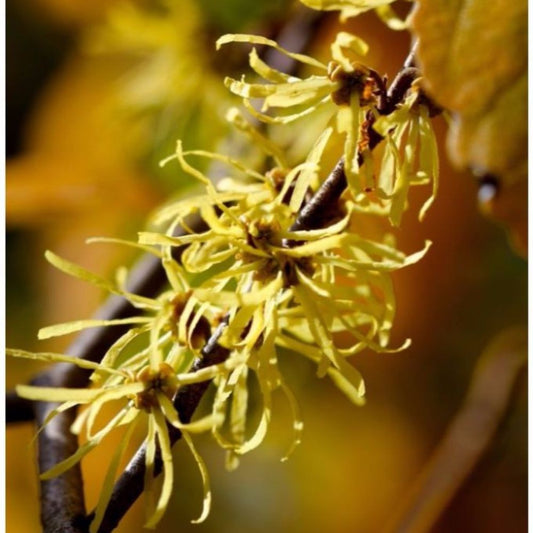 Witch Hazel Seeds (Hamamelis virginiana)