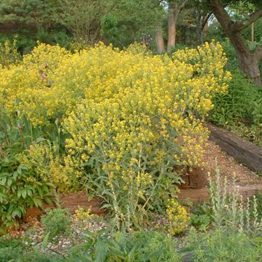 Woad Seeds (Isatis tinctoria)
