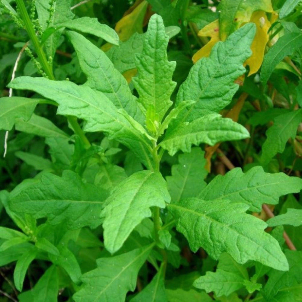epazote seeds for planting Epazote Seeds (Dysphania ambrodioides)