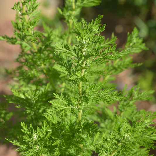 Chinese Wormwood Seeds (Artemisia annua)