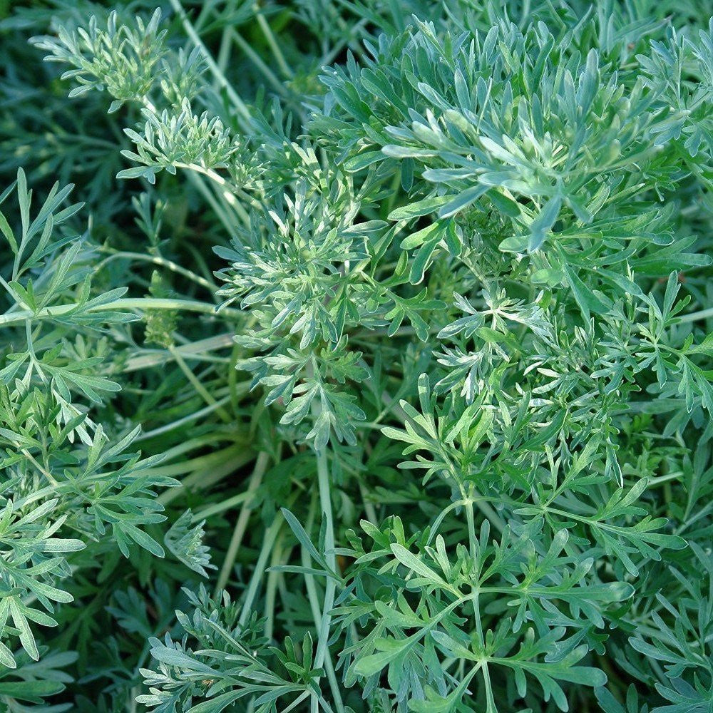 planting wormwood seeds Wormwood Seeds (Artemisia absinthium)