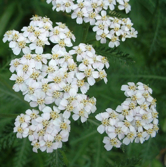 White Yarrow Seeds (Achillea millefolium)