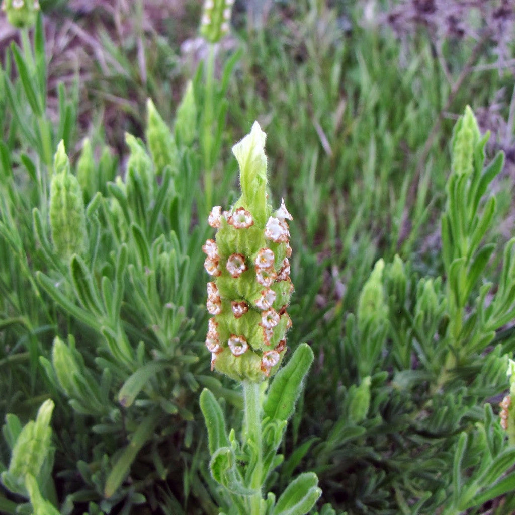white lavender seeds Yellow Lavender Seeds (Lavandula viridis) – Frozen Seed Capsules™