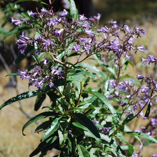Yerba Santa Seeds (Eriodictyon californicum)