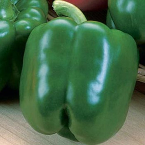 Yolo Wonder Bell Pepper Seeds