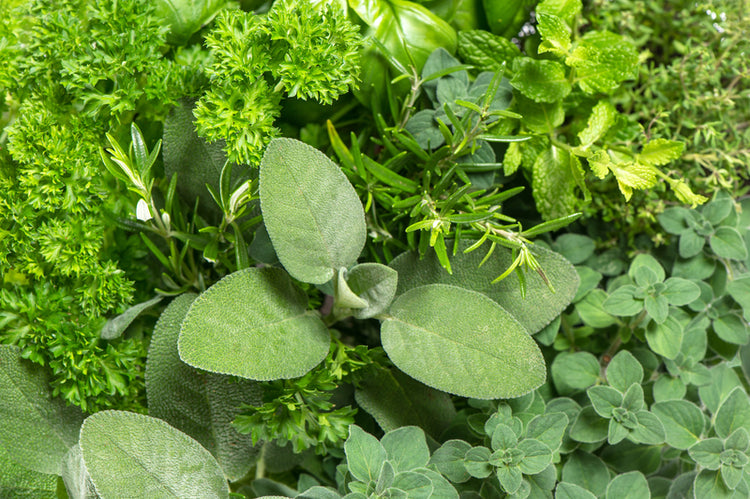 CULINARY HERB SEEDS