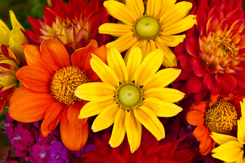 FLOWER SEEDS