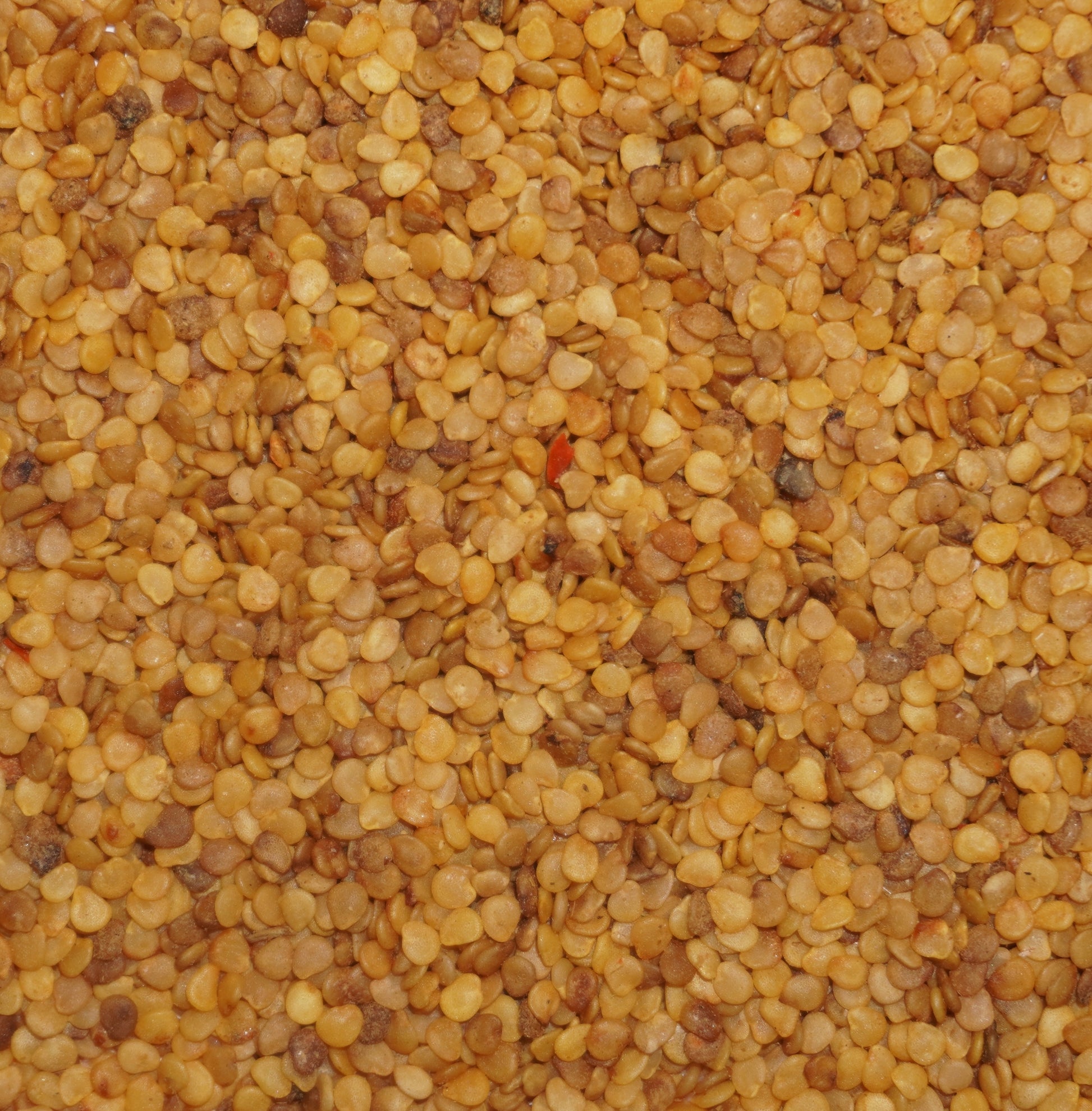 ashwagandha plant seeds online Ashwagandha Seeds (Withania somnifera) – Frozen Seed Capsules™
