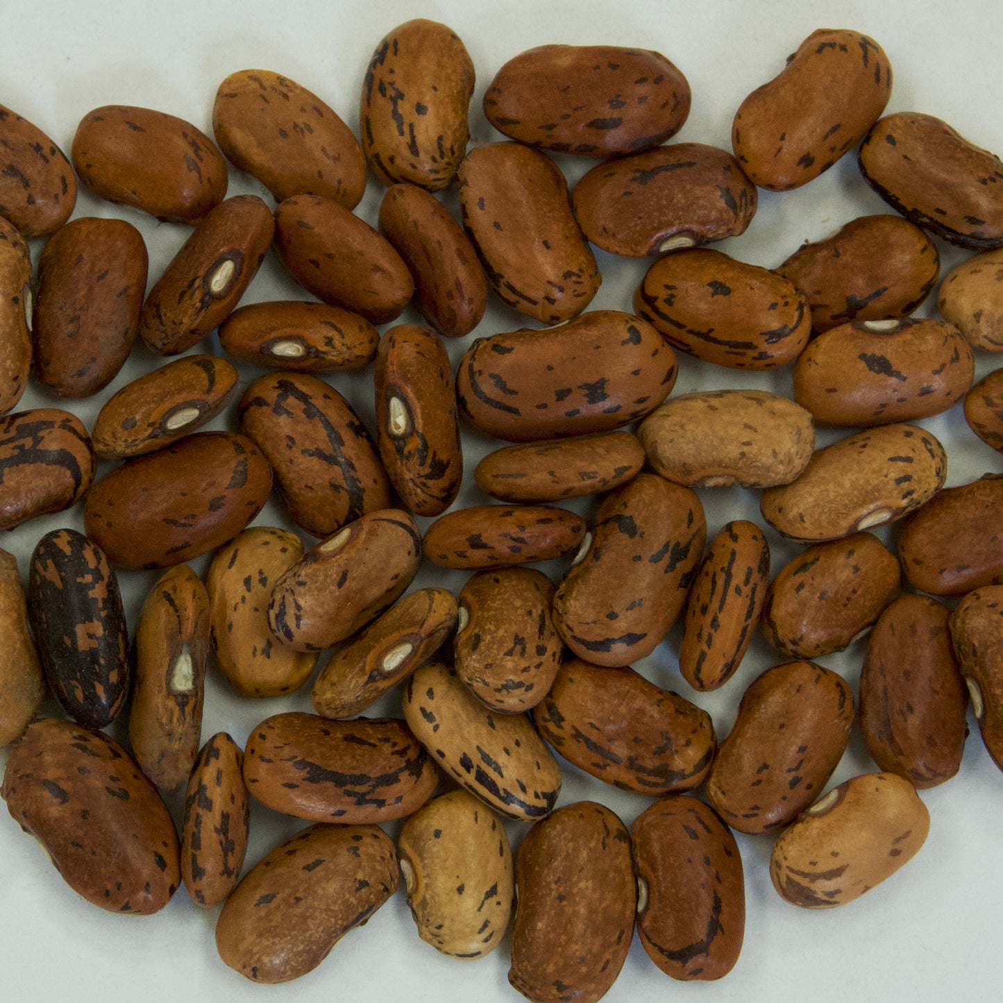Dragon Tongue Bush Bean Seeds [PACKET ONLY]