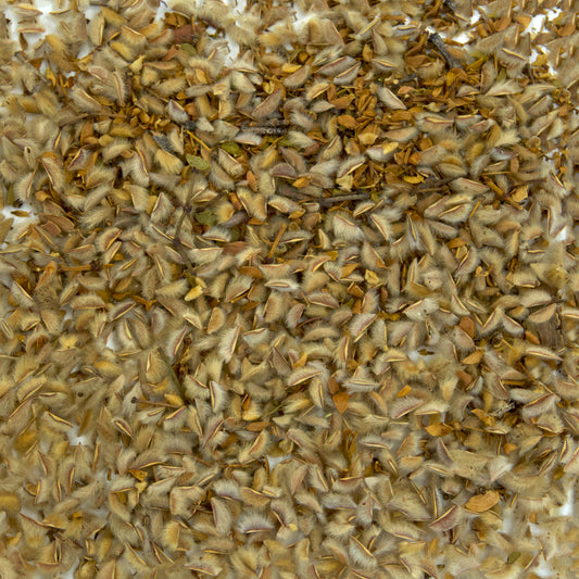 Chaparral Seeds (Larrea tridentata) [PACKET ONLY]