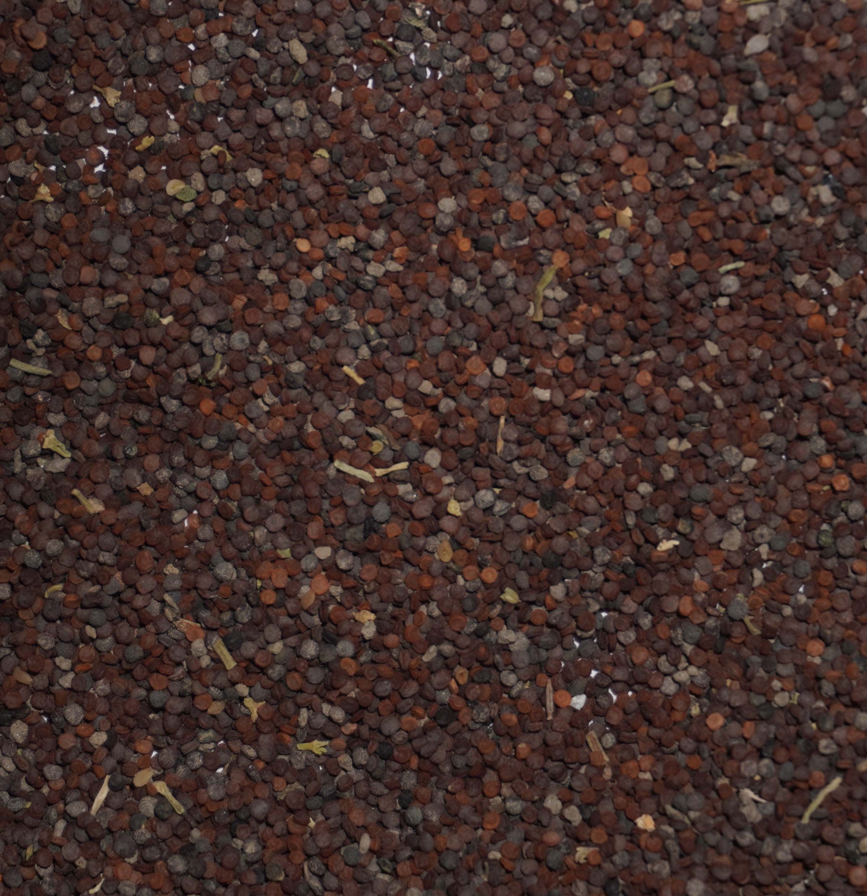 Chickweed Seeds Stellaria Media Frozen Seed Capsules chickweed-seeds-stellaria-media-frozen-seed-capsules