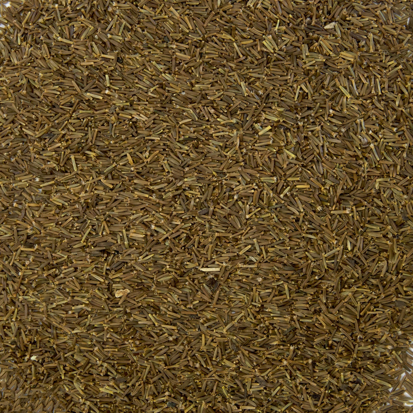 Elecampane Seeds Inula Helenium Frozen Seed Capsules elecampane-seeds-inula-helenium-frozen-seed-capsules
