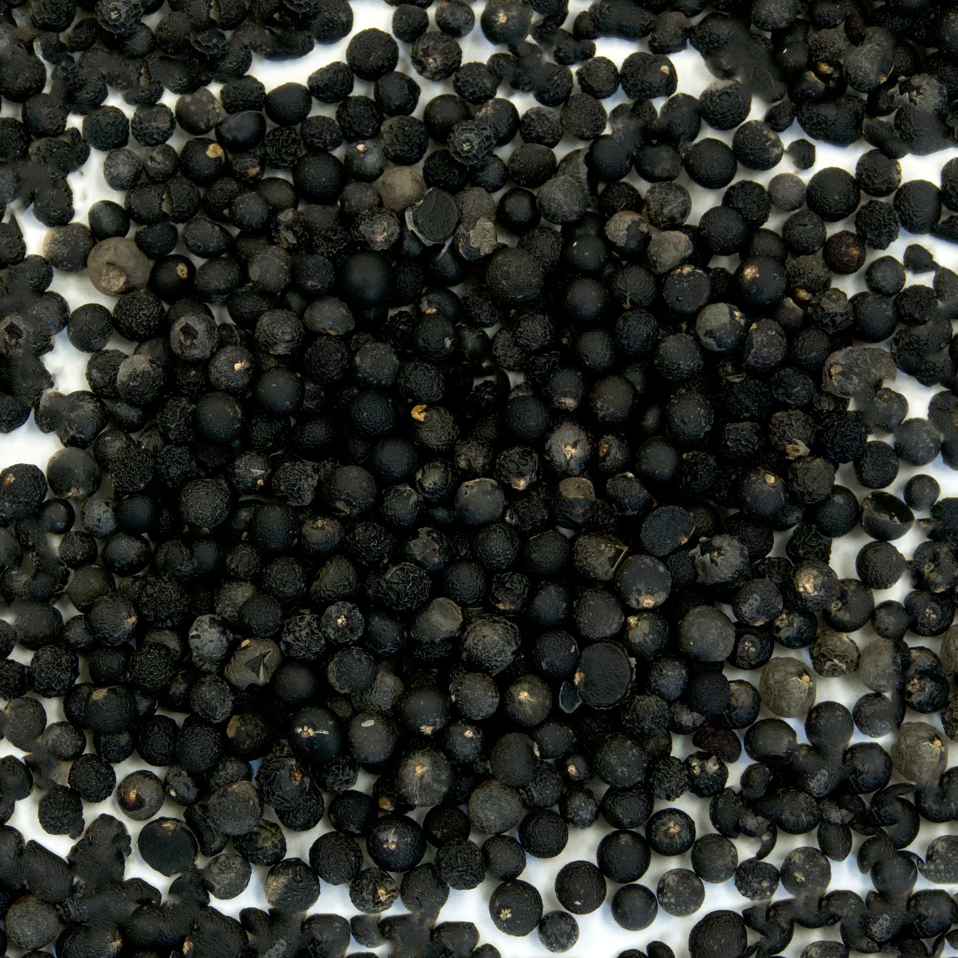 fern plant seeds Foxtail Fern Seeds (Asparagus Meyerii) – Frozen Seed Capsules™