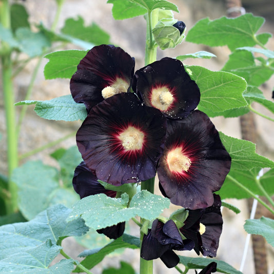 Black Hollyhock Seeds (Alcea rosea nigra)