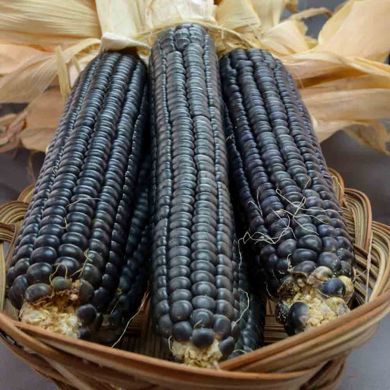 Hopi Blue Corn Seeds [PACKET ONLY]