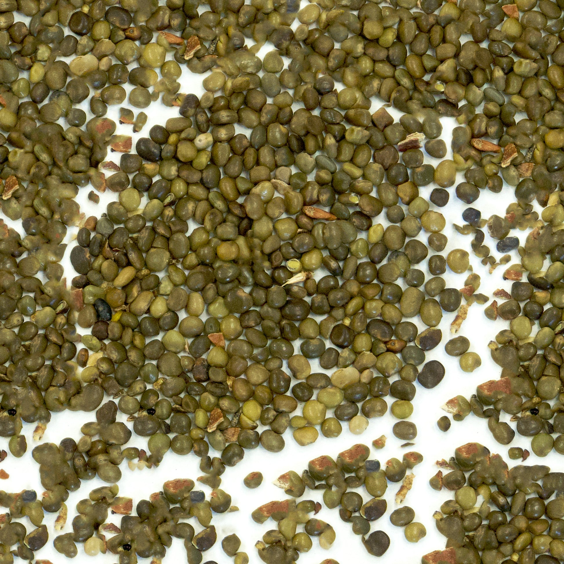 licorice seeds plant Licorice Plant Seeds (Glycyrrhiza glabra)