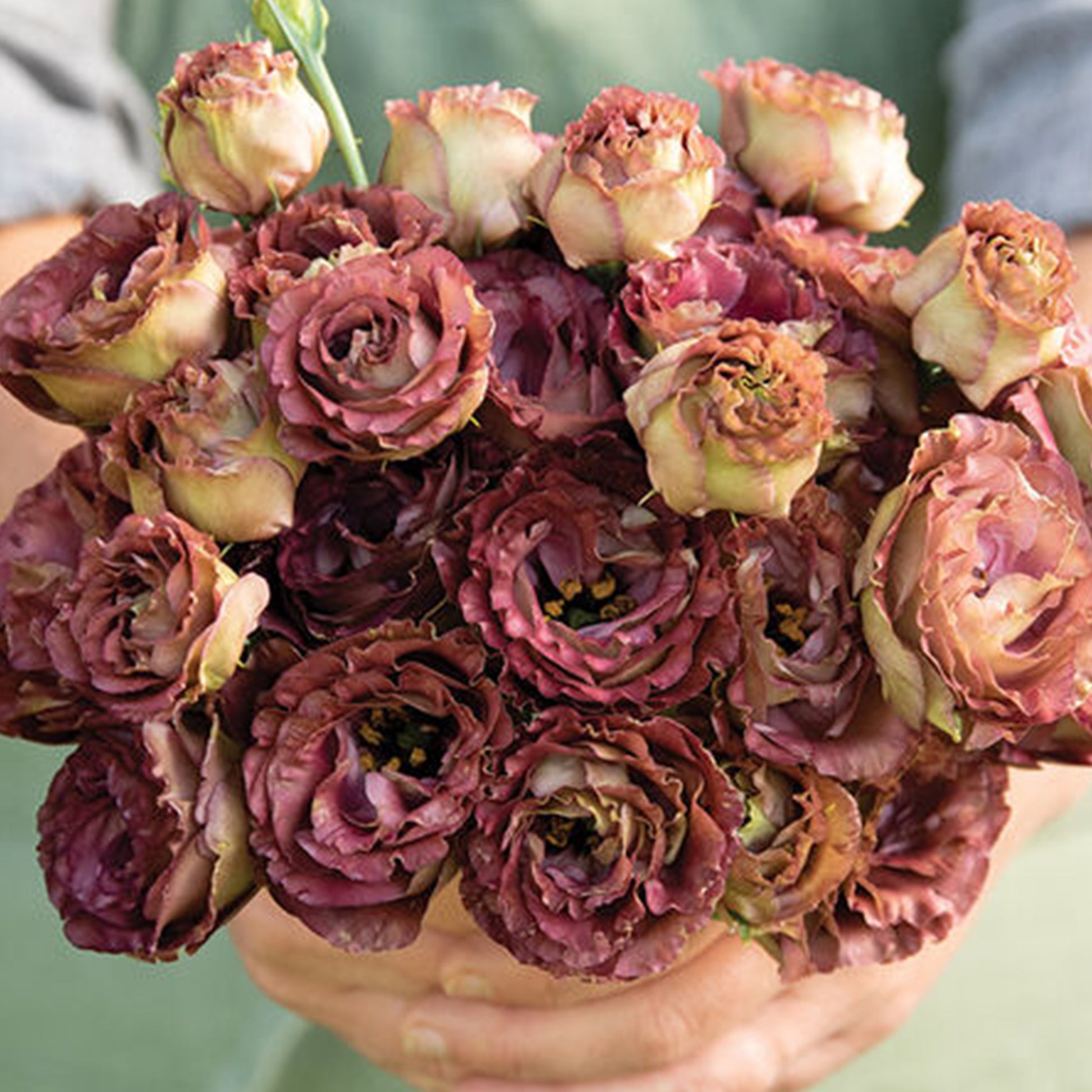 flower seeds lisianthus seeds Rosanne 3 Brown Pelleted Lisianthus Seeds (Eustoma grandiflorum)