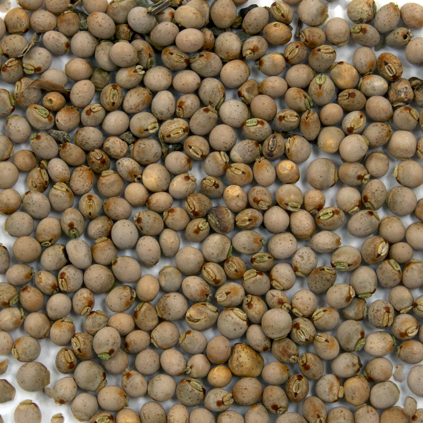 Pigeon Pea Seeds (Cajanus cajan) [PACKET ONLY]