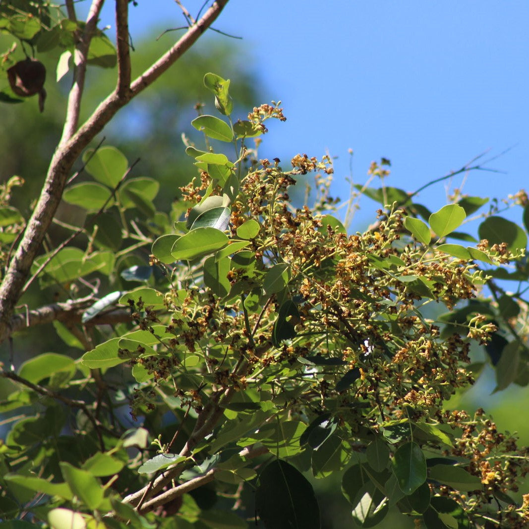 Red Sandalwood Tree Seeds (Pterocarpus santalinus) [PACKET ONLY]