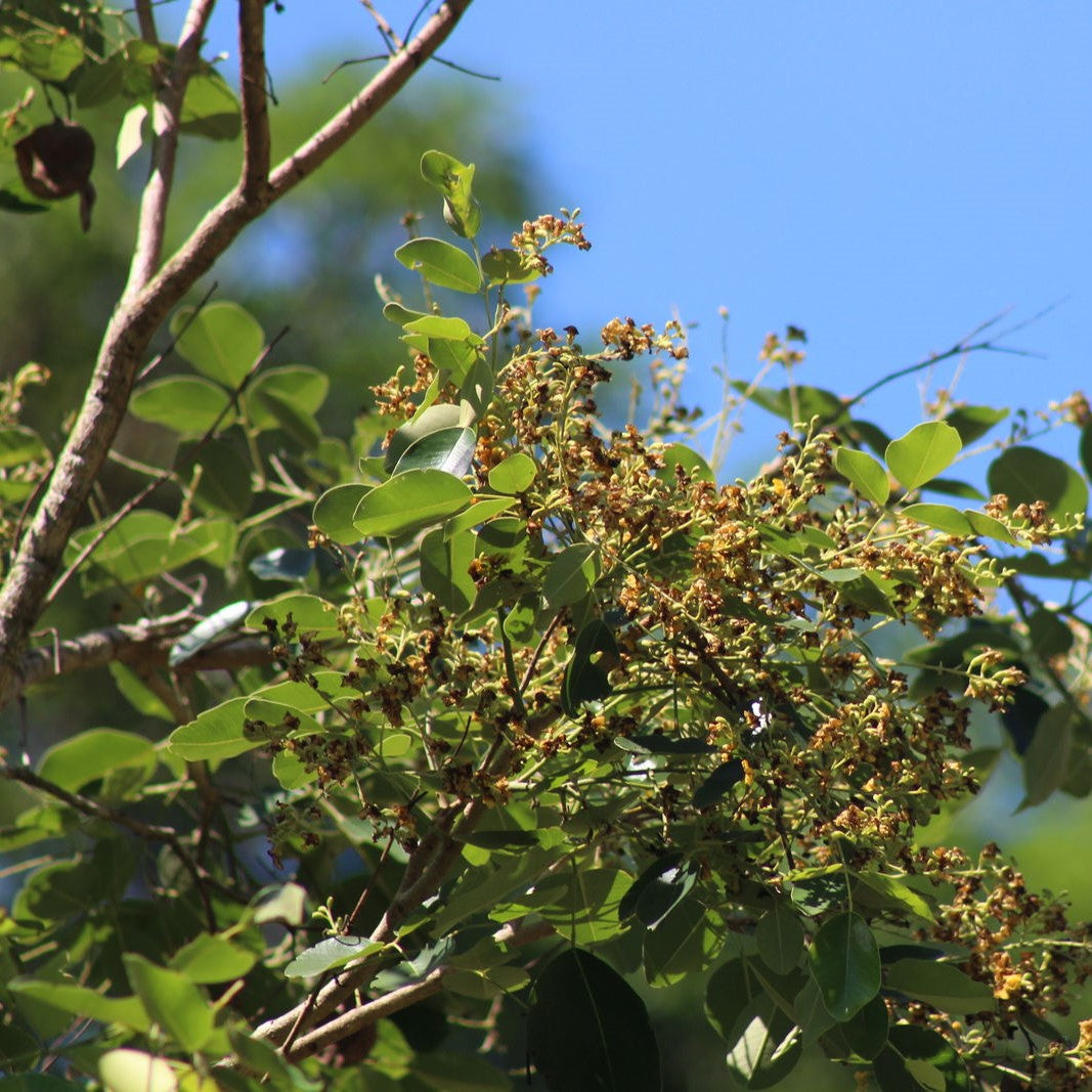 Soundal Tree Red Sandalwood Tree Leaves