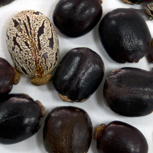 Red Giant Castor Bean Seeds [PACKET ONLY]